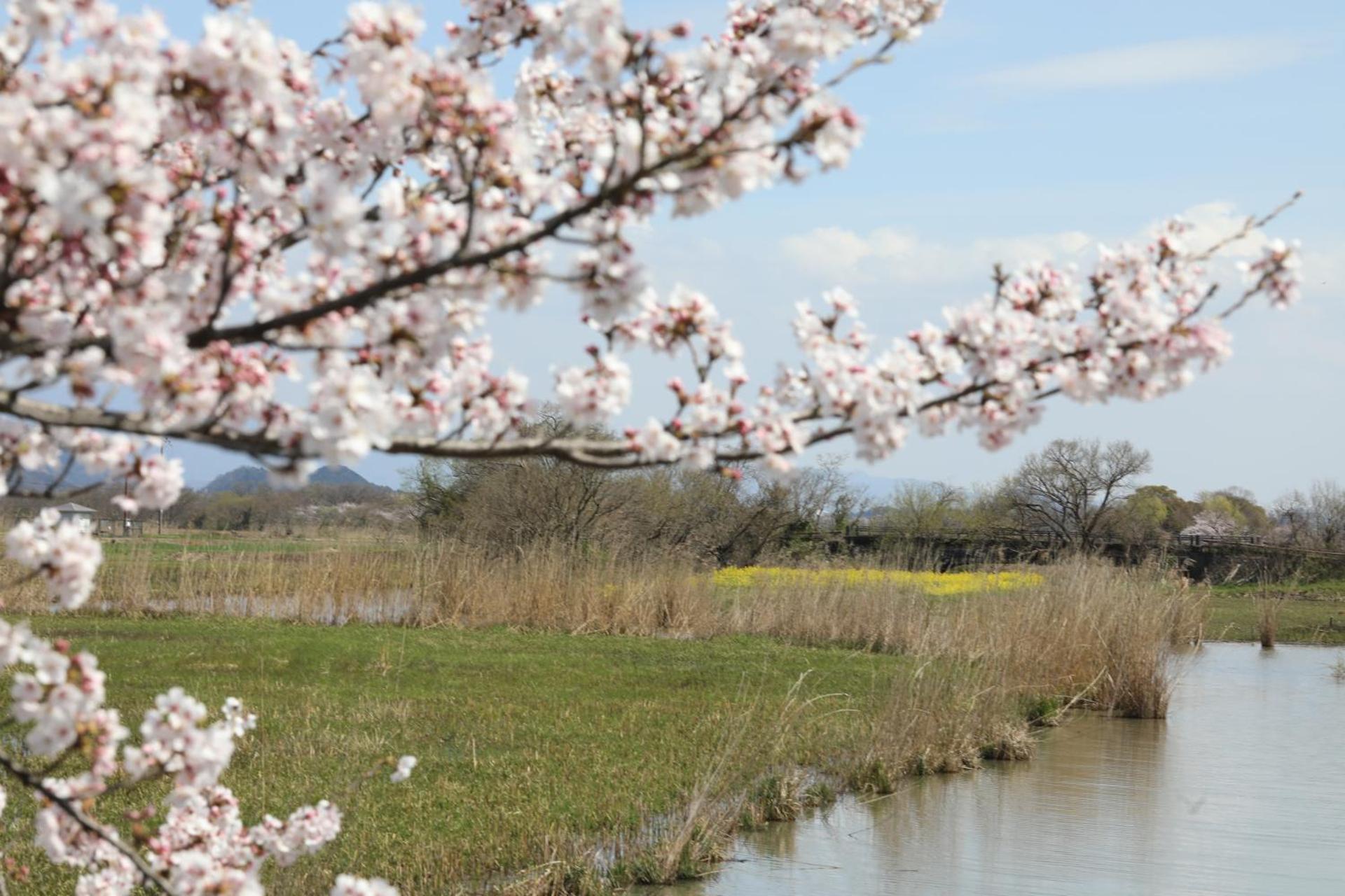 ゲストハウス桜 Guest House Sakura 便利な立地 貸し切り Omihachiman Esterno foto